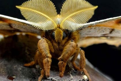 En los últimos días circularon por las redes sociales las imágenes de un extraño insecto alado muy parecido a una "tarántula con alas". La comunidad virtual enloqueció con las fotos y los videos, mientras algunos usuarios explicaron que en verdad se trataba de una polilla peluda de seda