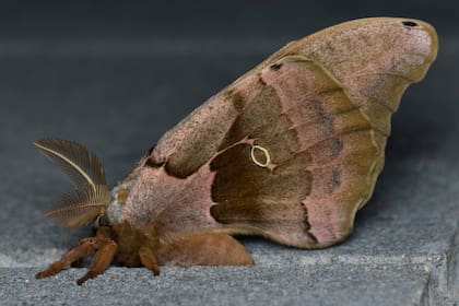 Ahora bien, ¿qué son estos insectos parecidos a los arácnidos? Según una investigación de la Universidad de Florida, la polilla polifemo (Antheraea Polyphemus) es una de las polillas de seda más grandes y hermosas que existen en el hemisferio norte