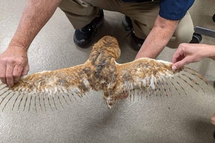 El ejemplar de lechuza común fue enviado al Hospital Serrano para Animales y Pájaros, dónde recibió atención médica