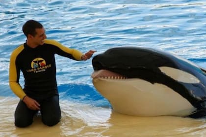 El entrenador de animales oceánicos, Alexis Martínez, fue asesinado por Keto, una orca a la que había adiestrado durante años. El brutal ataque ocurrió en el complejo acuático Loro Parque de Tenerife, en las Islas Canarias de España