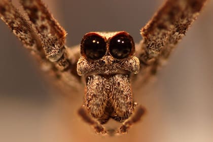 Un equipo de investigadores descubrió que las arañas "cara de ogro" tienen la capacidad de escuchar a sus depredadores y presas aún sin tener orejas