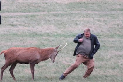 Un hombre alimentó a un ciervo, pese a estar prohibido, y el animal lo atacó con sus cuernos