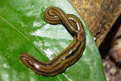 El servicio de Gestión y Control de la Fauna de Virginia aseguró que el enorme gusano pertenece al género bipalium kewense