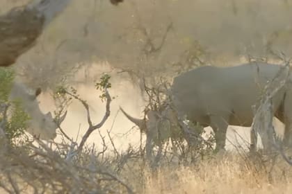 Los visitantes del Parque Nacional Kruger, ubicado en el noreste de Sudáfrica, fueron testigos de una monumental pelea entre dos rinocerontes. El video muestra cómo los animales se encaran y buscan el mejor momento para atacar