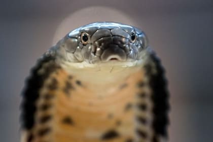 Ian Jones fue mordido por una cobra