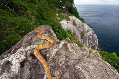 La Ilha da Queimada Grande está habitada por una de las especies de serpiente más venenosas del mundo