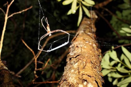 Emergen por la noche para colgar cerca del suelo y arrojar sus redes sobre los insectos desprevenidos