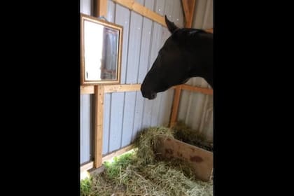 Una mujer compartió en las redes sociales el video de su caballo admirando su imagen en un espejo. La reacción del animal captó la atención de los usuarios y la publicación se volvió viral
