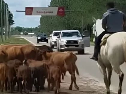 Animales al costado de la ruta en la zona de la crecida del río