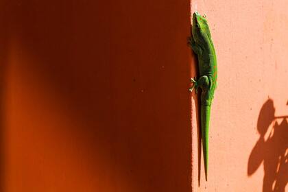 Animales como lo geckos trepan paredes desafiando la gravedad pues no sólo se pueden pegarse a las cosas, sino también despegarse.