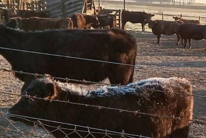 Animales con hielo en el lomo en el norte bonaerense