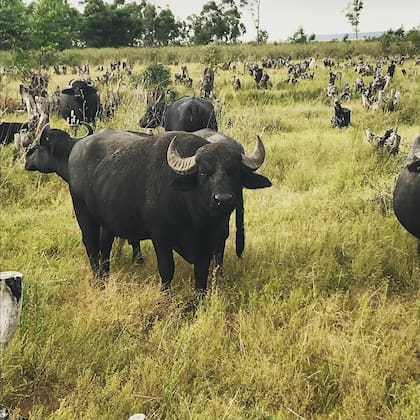 Animales de la Cabaña Imará