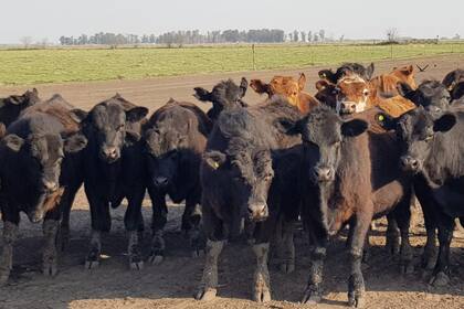 Animales de la familia Mujica en Nueve de Julio