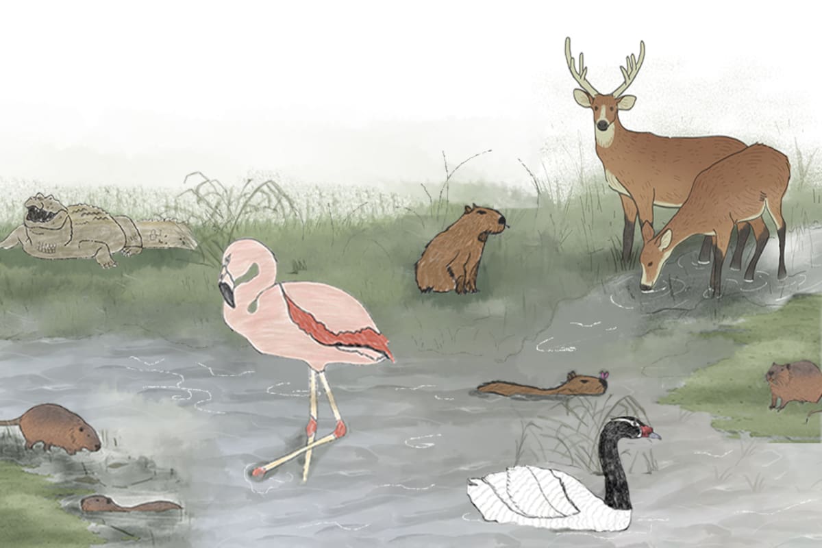 Animales de los humedales argentinos