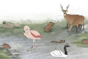 Seis animales para conocer, pintar y aprender