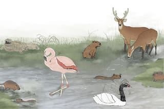 Seis animales para conocer, pintar y aprender