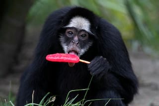 Animales del zoológico de Río de Janeiro disfrutan helados en el calor abrasador del verano