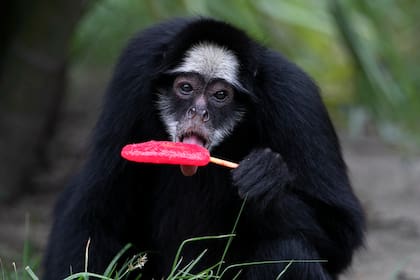 Animales del zoológico de Río de Janeiro disfrutan helados en el calor abrasador del verano