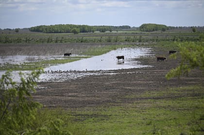 Animales en campos vecinos al puerto Paranacito