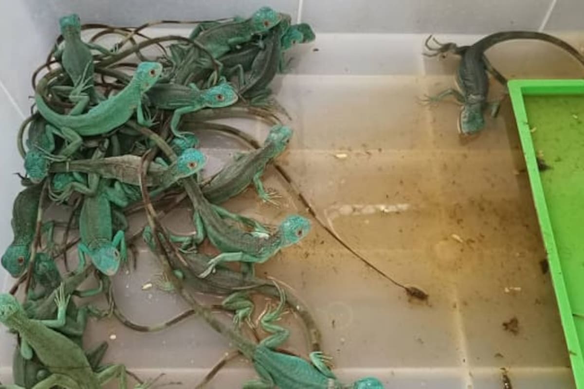 Animales en el aeropuerto de Bangkok, Tailandia