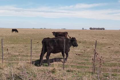 Animales en un campo afectado por la sequía en Coronel Pringles