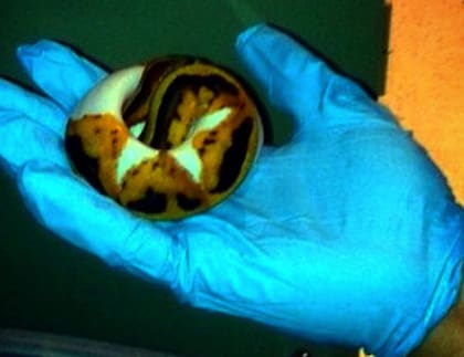 Animales más insólitos a bordo de un avión