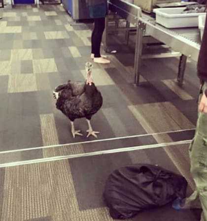 Animales más insólitos a bordo de un avión