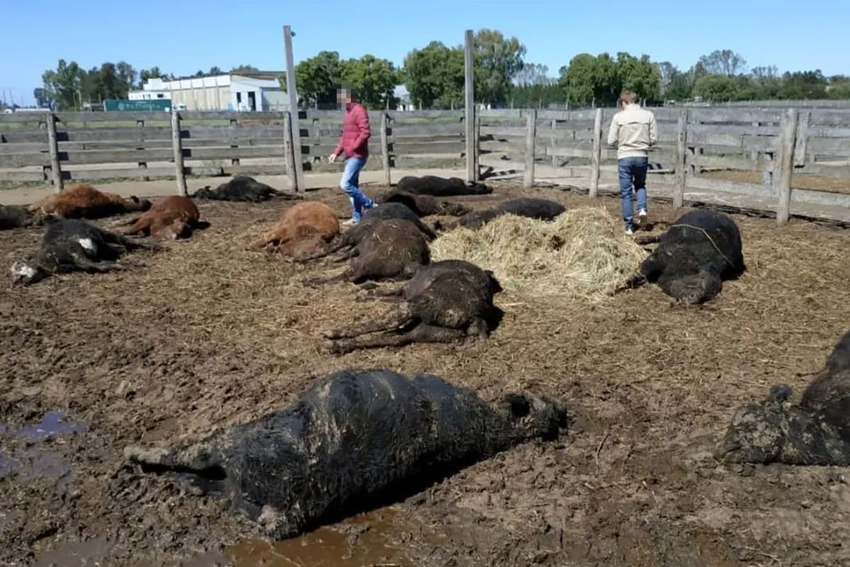 Animales muertos en los corrales para un remate en Brandsen