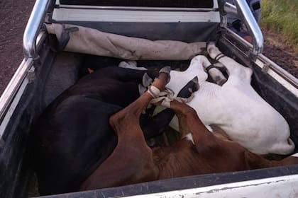 Animales recuperados en un campo sobre la ruta nacional 16, en el Chaco; desde principios de mes se robaron más de 50 animales en un perímetro de 20 kilómetros a la redonda