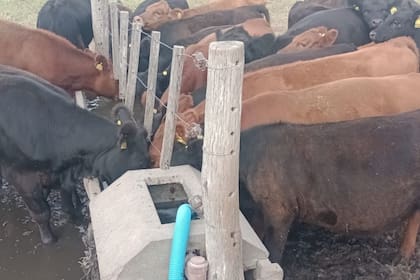 Animales tomando agua