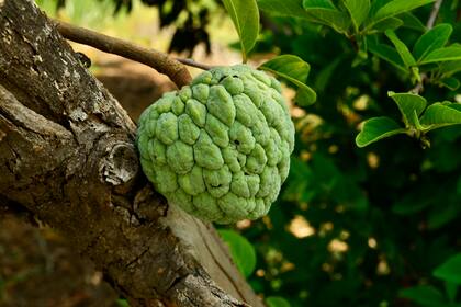 Annona cherimola es un árbol perteneciente a la familia de las anonáceas cuyo fruto comestible es la chirimoya