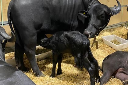 Anoche, una búfala parió a su cría y es el primer animal nacido durante la muestra del campo