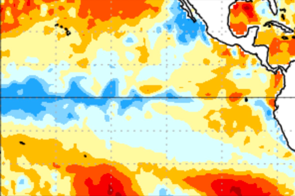 Anomalías (°C) promedio de la temperatura de la superficie del océano (SST, por sus siglas en inglés) para la semana centrada el 5 de febrero de 2025. Las anomalías son calculadas utilizando como referencia los periodos promedio semanales de 1991-2020