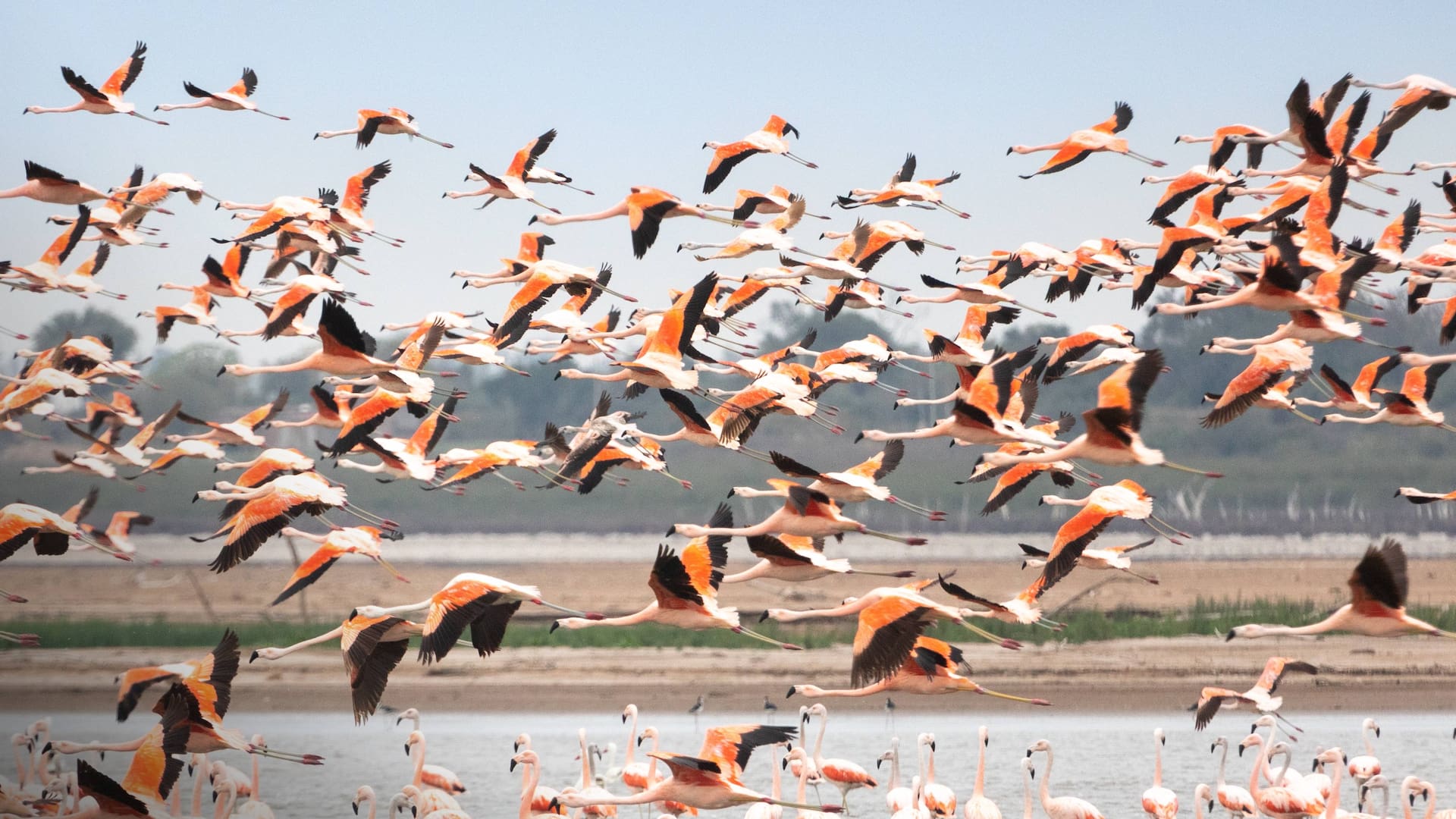 El flamenco austral visita esta zona en invierno.