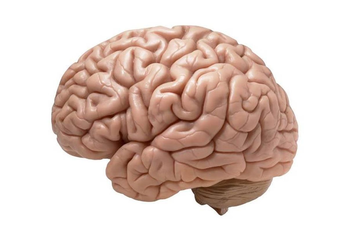 Ante el anuncio del dispositivo neuronal del empresario Elon Musk, ua neurocientífica explica los grandes desafíos de implantar dispositivos electrónicos en el cerebro