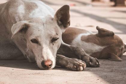 Ante el aumento de temperaturas es importante proteger a los perros del sol