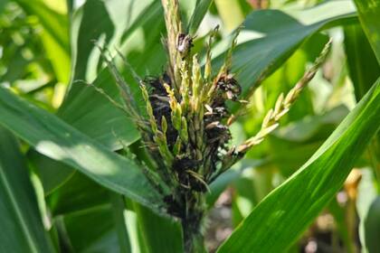 Ante el carbón de la panoja el primer paso es saber identificarla, y no confundirla con otras enfermedades, como por ejemplo con el carbón de la espiga o Ustilago Maydis