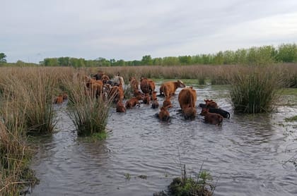 Ante el pronóstico de lluvias intensas y crecidas, ganaderos de Villa Paranacito comenzaron a evacuar animales y piden respuestas urgentes para garantizar la salida de los rodeos de las islas