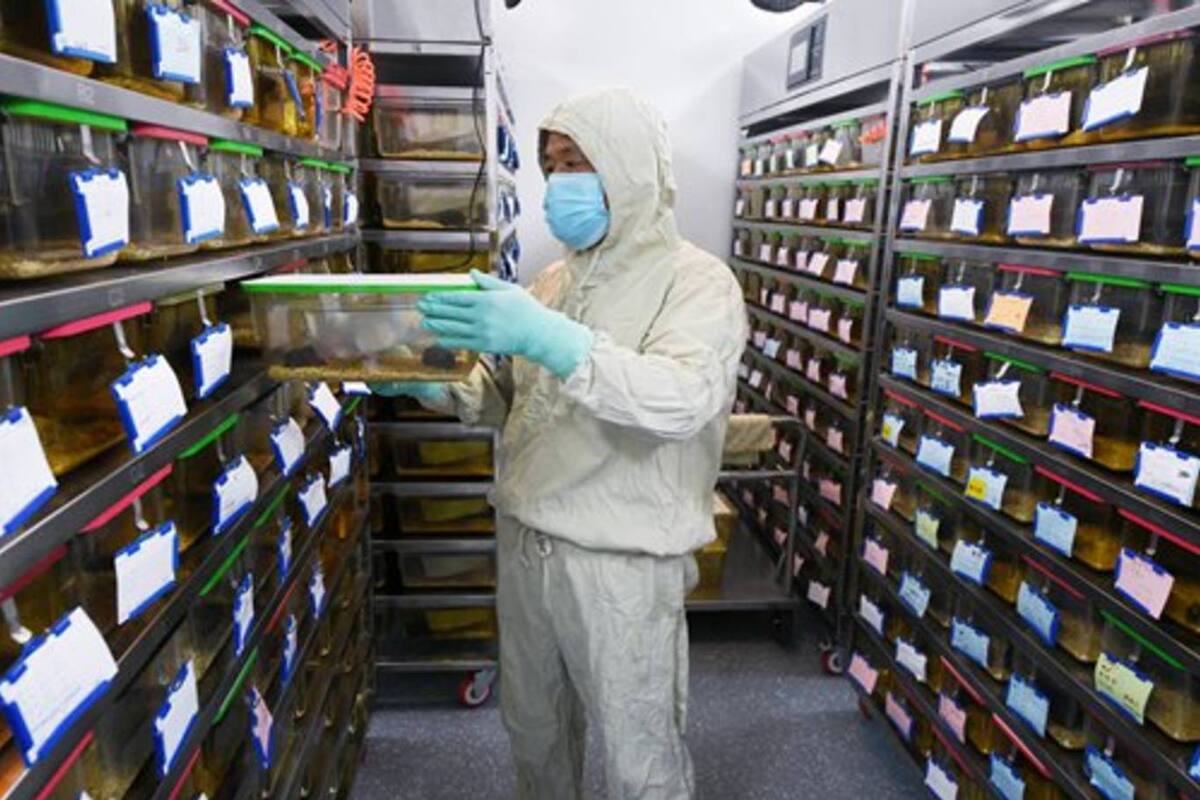 Ante el temor de la población, lLos especialistas chinos aseguran que no hay posibilidad de que el hantavirus se expanda como el Covid-19