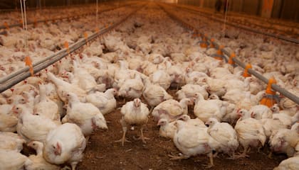 Ante esta situación sanitaria, en el Senasa recomendaron a todos los productores avícolas “reforzar las medidas de manejo, higiene y bioseguridad en la granja”