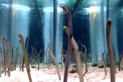 Ante la ausencia de visitantes por la cuarentena, las anguilas de jardín se ocultaron en la arena, pero los cuidadores del acuario Sumida planean estimular su salida con tabletas y videollamadas