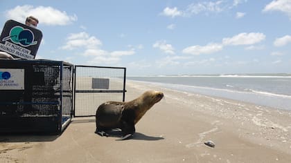 Ante la falta de alimento los lobos marinos desencadenan un cuadro de deshidratación.