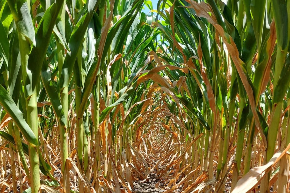 Ante la falta de lluvias y las altas temperaturas, los cultivos comienzan a reflejar el cambio en las condiciones ambientales