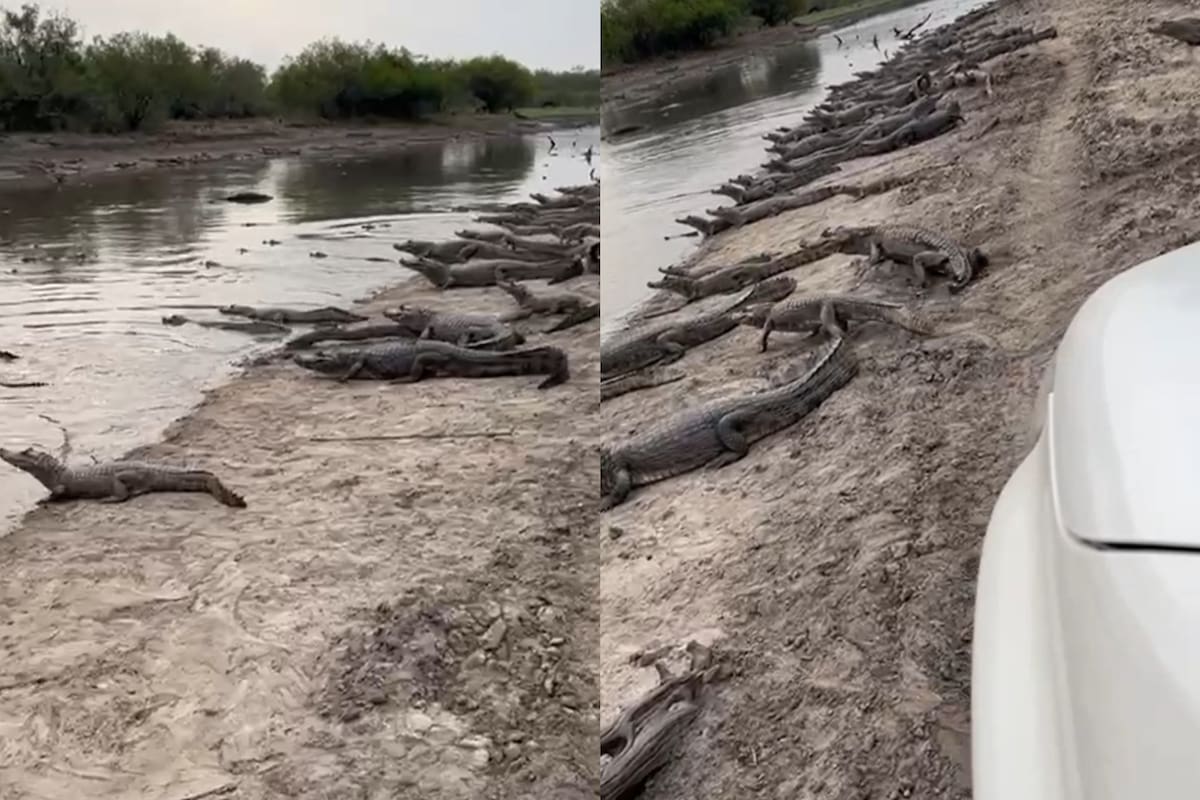 Ante la falta de precipitaciones en Formosa, los riachuelos están bajando y los yacarés salen a la orilla