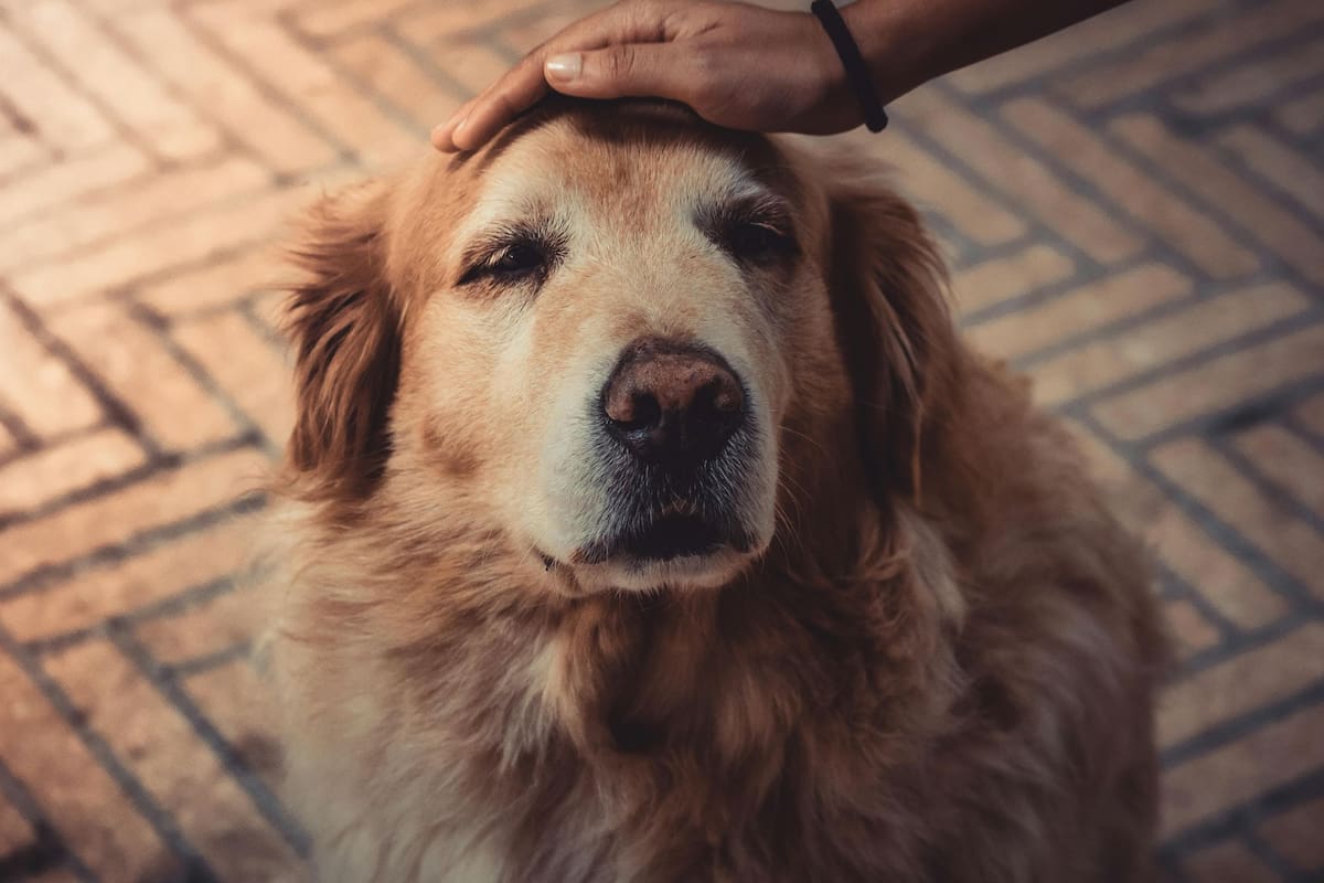 Ante la llegada de los 9 o 10 años de edad, se recomienda prestar atención a variaciones en la conducta de los perros
