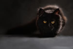 Anteriormente, se creía que los gatos eran menos receptivos a las interacciones humanas en comparación con los perros