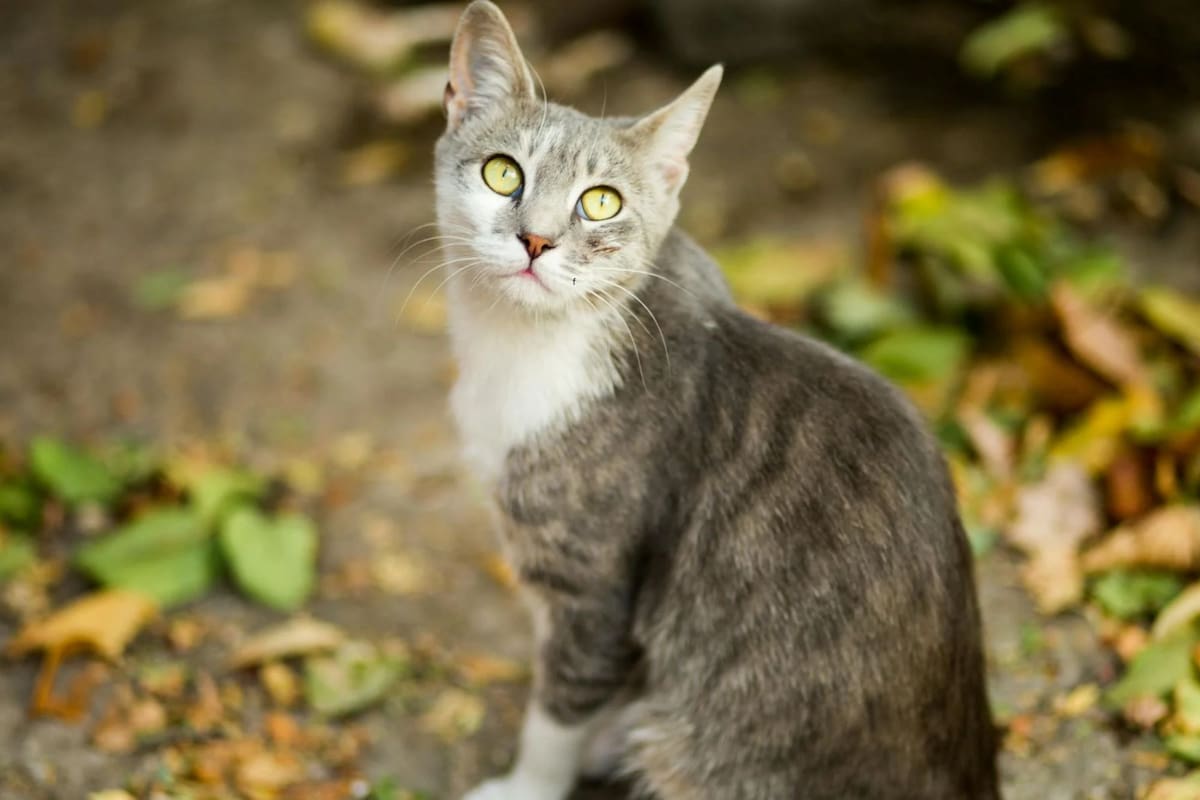 Antes de adoptar a un gato callejero es importante seguir algunos consejos para el bienestar del animal