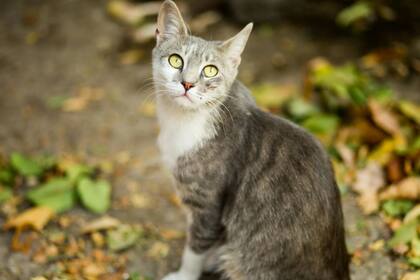 Antes de adoptar a un gato callejero es importante seguir algunos consejos para el bienestar del animal