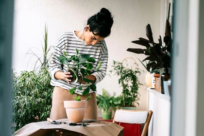 Antes de elegir plantas para un balcón, conviene mirar el recorrido del sol y no solo cuánta claridad entra