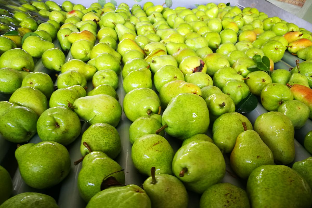 Antes de la temporada de exportación, los productores frutícolas piden mejorar su competitividad